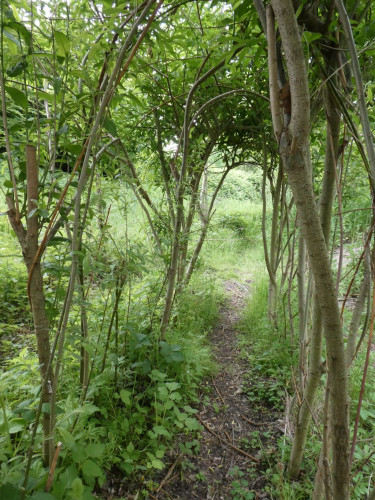 Gel&auml;ndepflege im WUPP - Weiden, Brombeere werden fr&uuml;hlingsfit